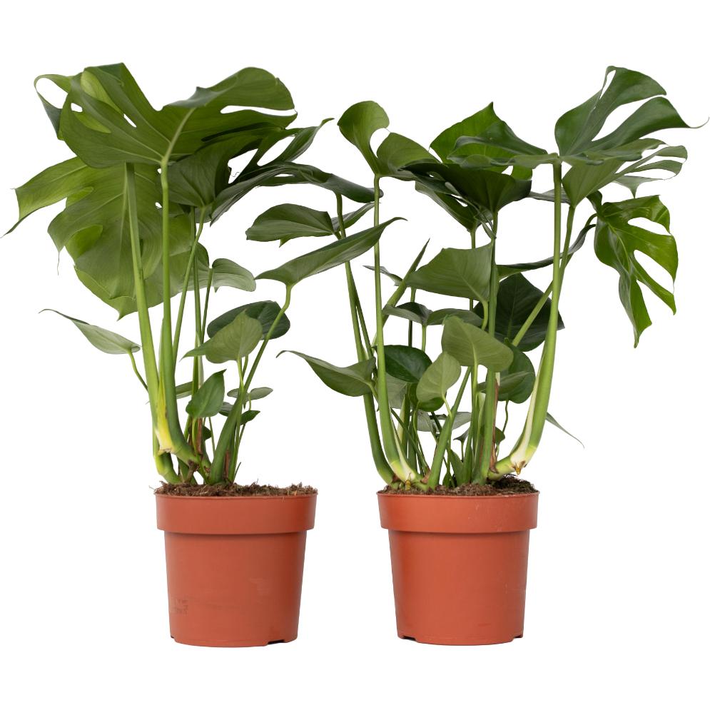 Plant in a Box, Pflanzen, Monstera Deliciosa - 2er Set Fensterblatt (70 cm)