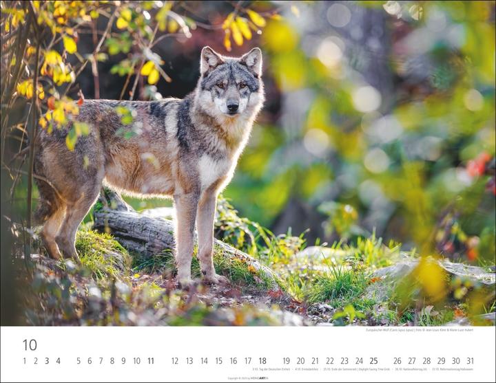 Actual product image Heimische Wildtiere Kalender 2026 (44 x 34 cm)