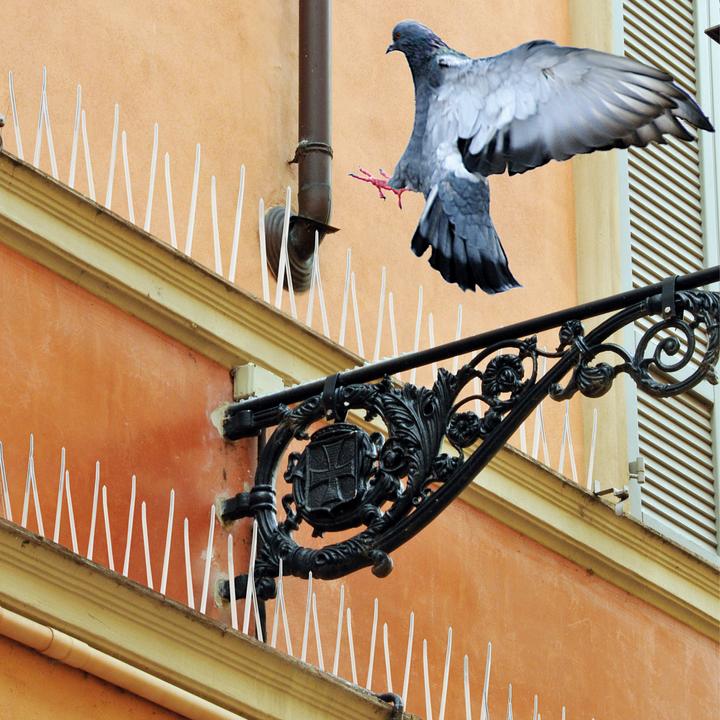 Actual product image Swissinno Pigeon repellent spikes 100cm