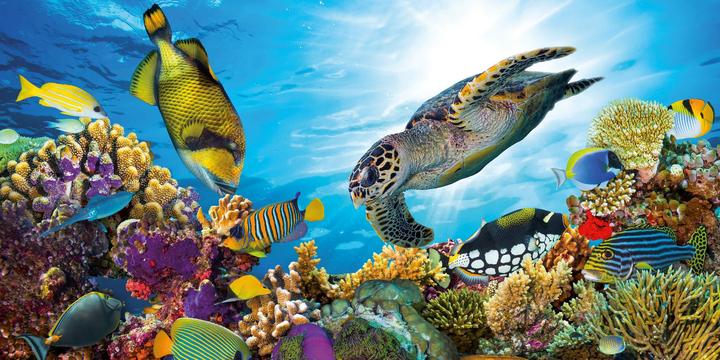 Produktbild Meerestiere 2026 (30 x 30 cm, Harter Einband, Deutsch, Spanisch, Französisch, Tschechisch, Polnisch, Niederländisch, Italienisch, Englisch)