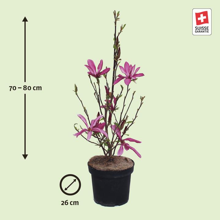 Image du produit Zulauf Purpur-Magnolie / Magnolia 'Susan' (80 cm)