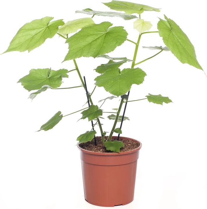 Plantlovers Sparmannia africana (Zimmerlinde) - kaufen bei Galaxus - Galaxus