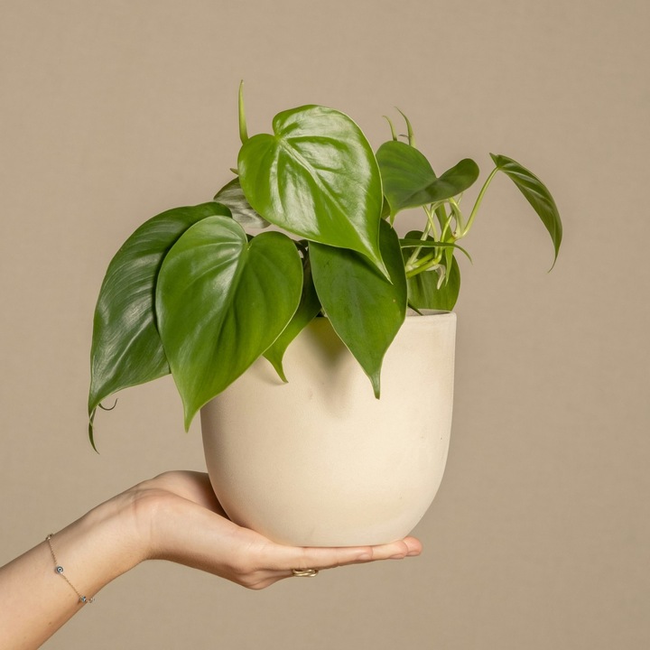 Produktbild Plant in a Box Peperomia Polybotrya - 4er Set Grossblättrige Zierpfeffer (20 cm)