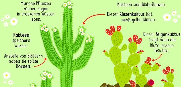 Produktbild 50 Wörter über die Natur - Pflanzen (Deutsch, Pegley-Stanger, Tara, 2025)