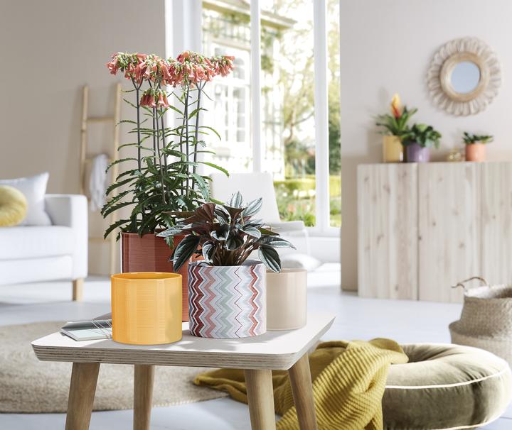 Produktbild Scheurich Zabaione (19 x 17 cm)