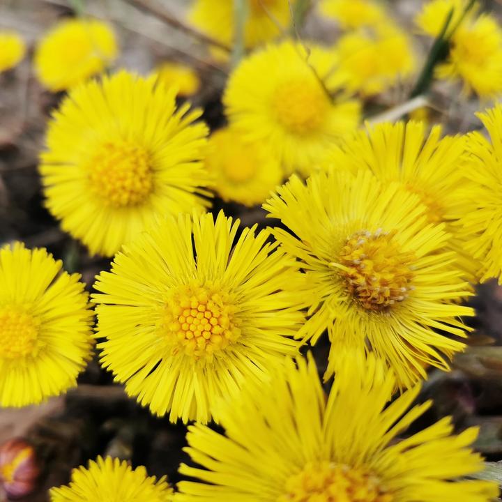Actual product image Rausch Anti-dandruff with coltsfoot (30 ml)