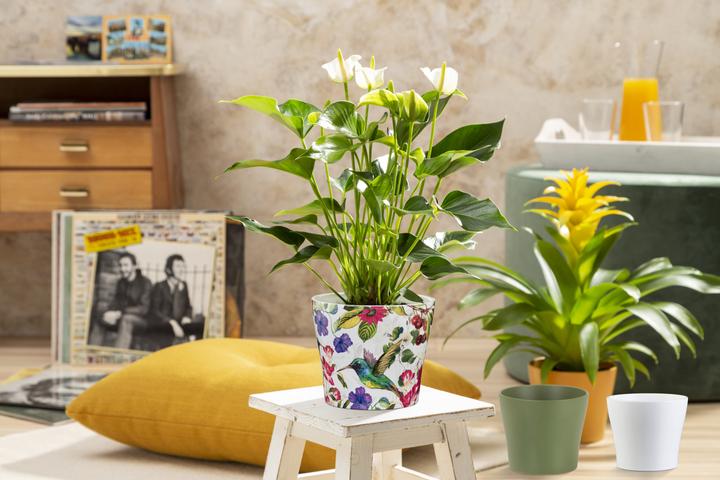 Actual product image Scheurich Ceramic planter (15.20 x 12.80 cm)