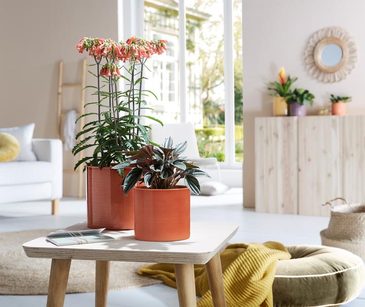 Produktbild Scheurich Papaya (19 x 17 cm)