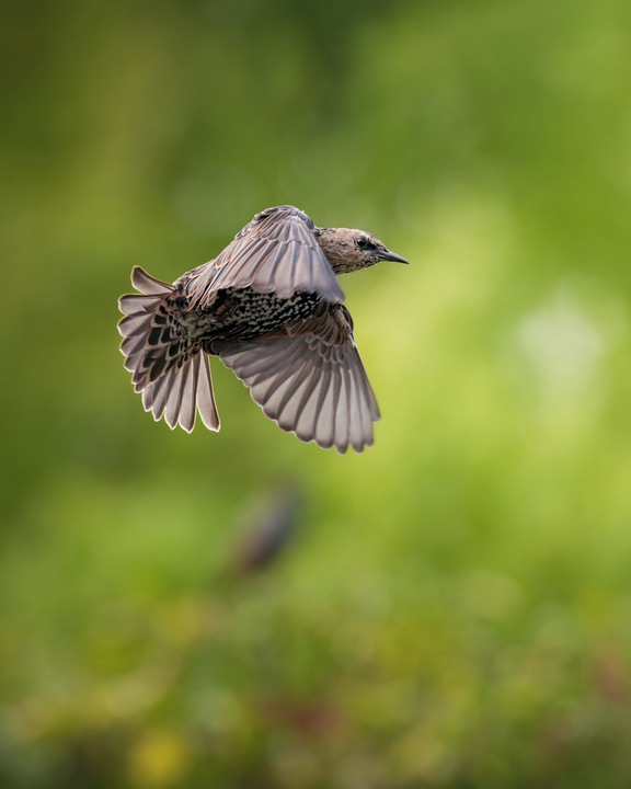 Immagine prodotto Sony Alpha 7RV (61 Mpx, Full frame / FX)