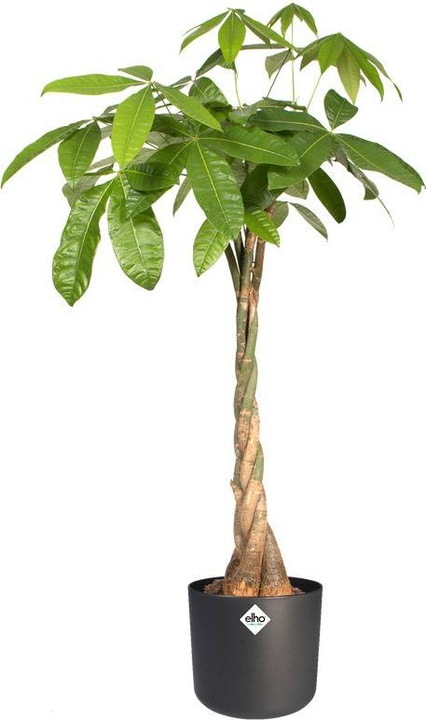 Actual product image Elho b.for soft (18.30 cm)