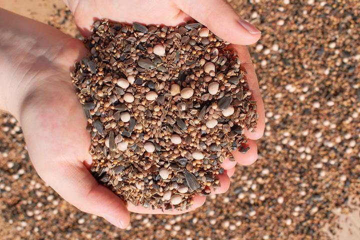 Immagine prodotto Living Seeds Miscela di fiori, Pascolo delle Api (Semi di fiori)