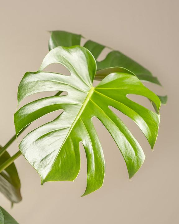 Actual product image feey Large Monstera (75 cm, Freshly repotted)