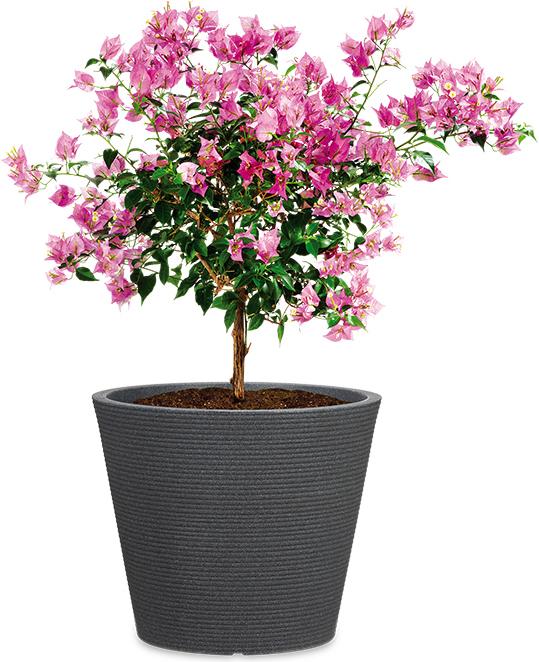 Produktbild Scheurich Coneo (38.50 cm)