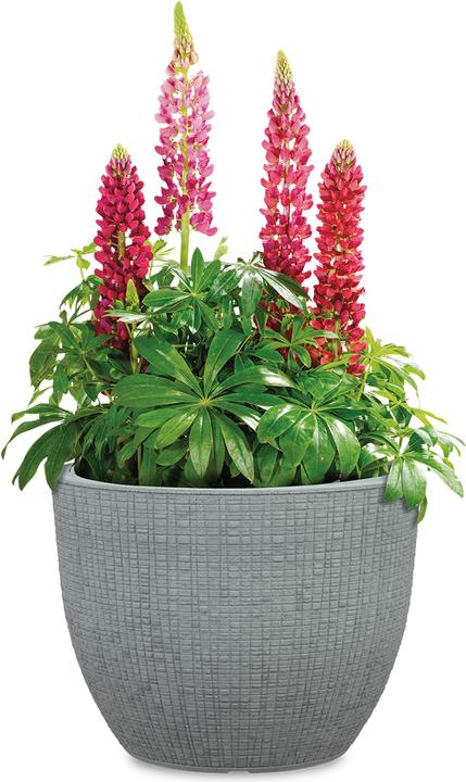 Produktbild Scheurich Barceo (29 x 22 cm)