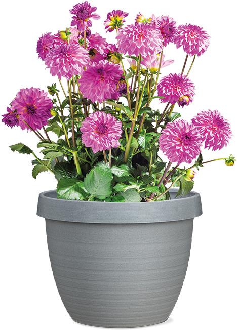 Immagine prodotto Scheurich Stella del paese (24 cm)