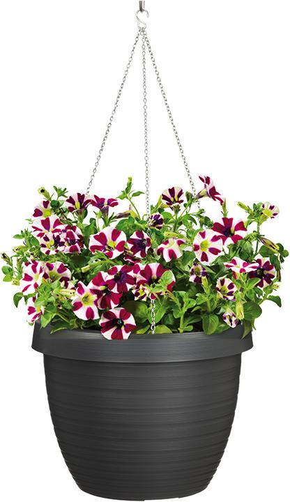 Image du produit Scheurich Country Star (24.10 x 18.60 cm)