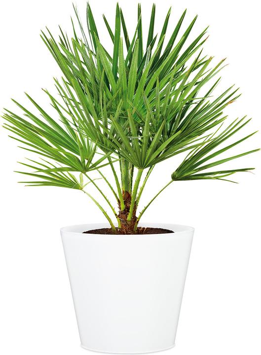 Image du produit Scheurich Pot de fleurs Purista 32.3 cm, blanc (37 x 32.30 cm)