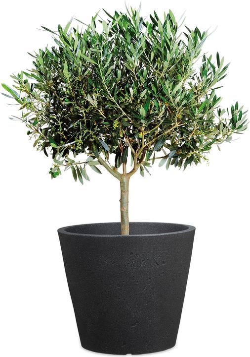 Produktbild Scheurich C-Cone (28.50 x 24.30 cm)