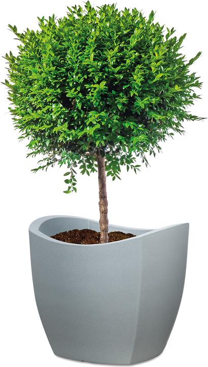 Actual product image Scheurich Wave Globe Cubo (39 x 39 x 36 cm)