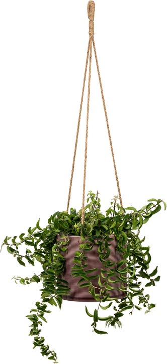Image du produit Scheurich Pot de fleurs suspendu 15 cm, aubergine (16 cm)