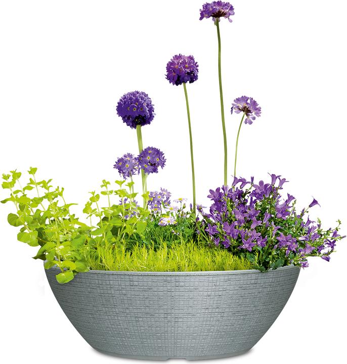 Actual product image Scheurich Barceo Bowl (39 x 17 cm)