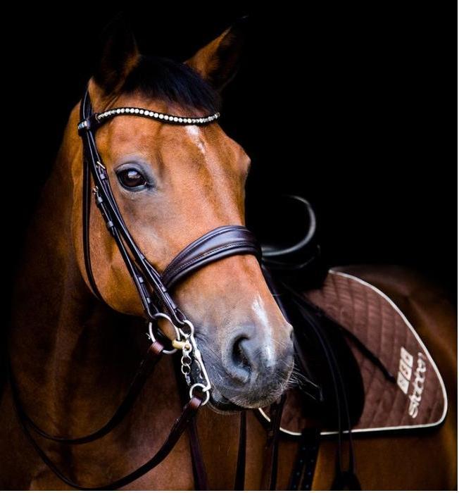 Image du produit Stübben Bridon Switch Magic Tack