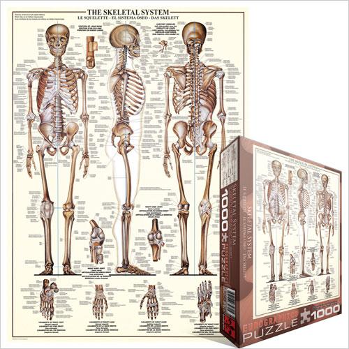 Produktbild Eurographics Das SkeleT (1000 Teile)
