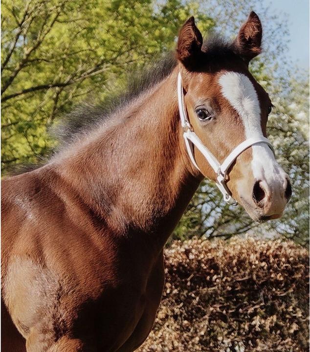 Actual product image Star Leather foal show halter