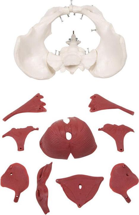 Produktbild Erler Zimmer Weibliches Beckenbodenmodell, 12 Teile
