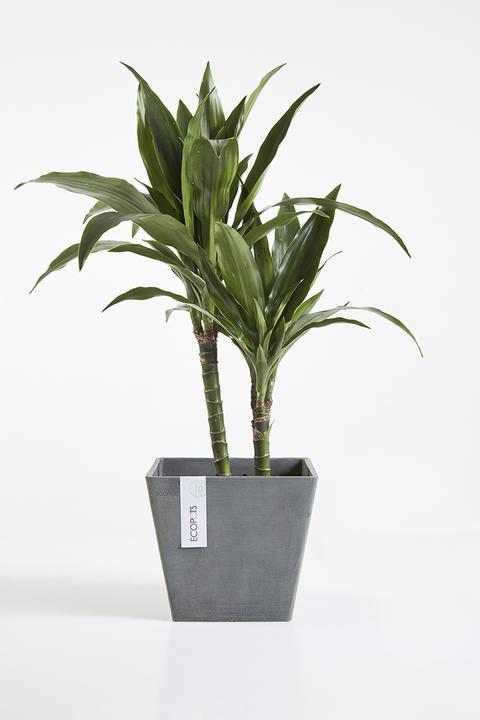 Image du produit Ecopots Rotterdam (30 cm)
