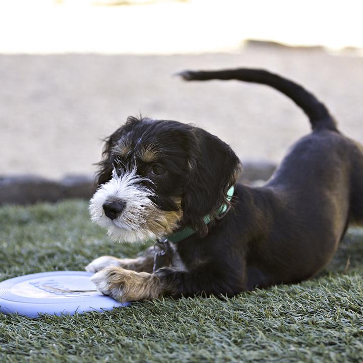 Actual product image KONG Flyer (Litter toy dog)