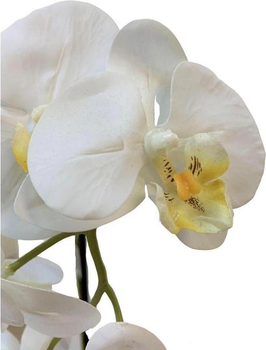 Actual product image Botanic-Haus Phalaenopsis (Orchid) (67 cm)
