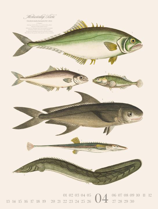 Produktbild Fische Kalender 2026