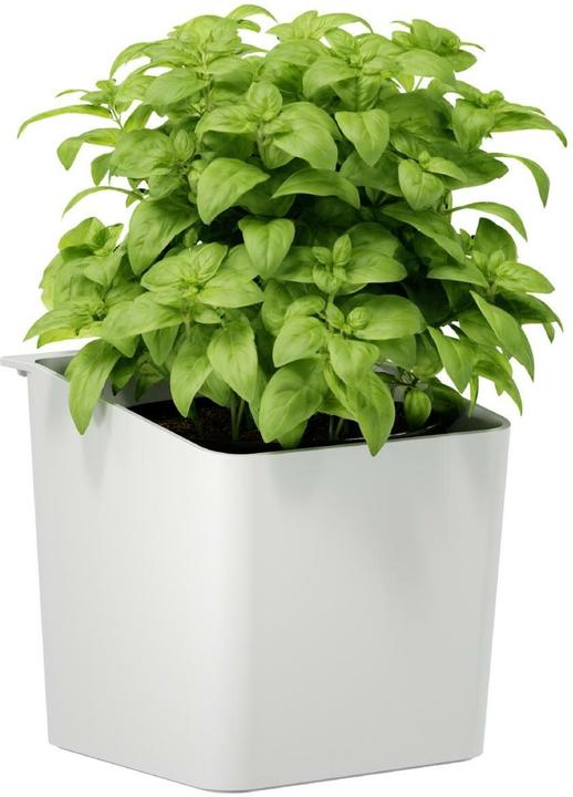 Actual product image tesa Herb pot (13.50 cm)