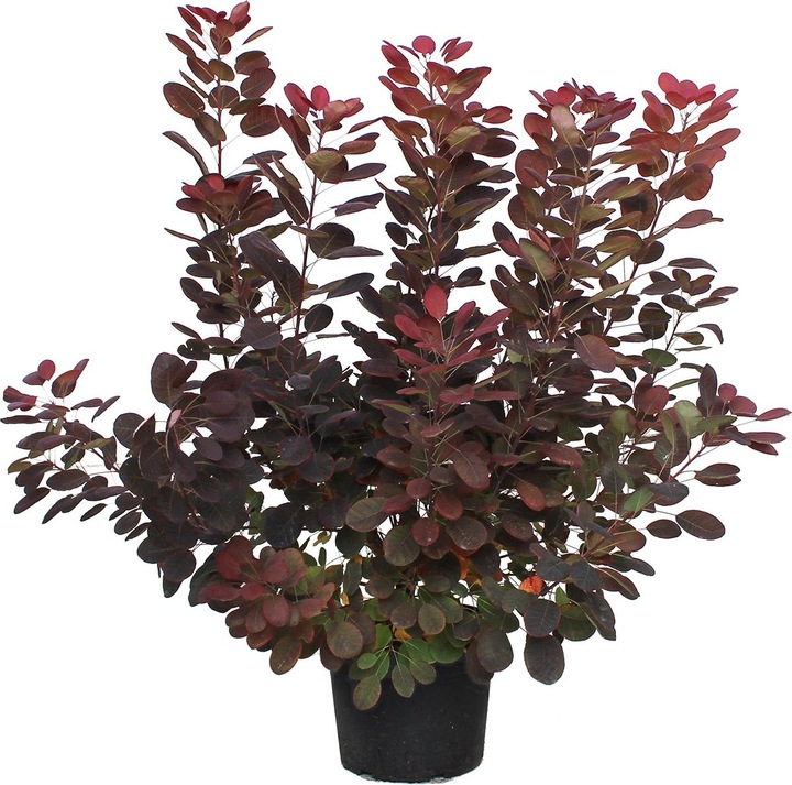 Produktbild Zulauf Perückenstrauch / Cotinus cog. 'Royal Purple' (80 cm)