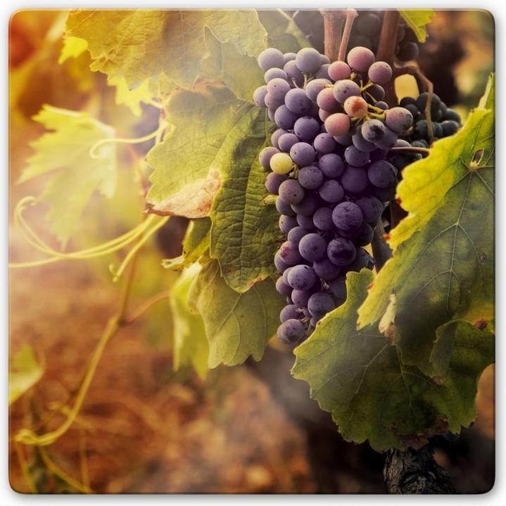 Produktbild Trenddeko Toskanische Weinrebe (50 x 50 cm)