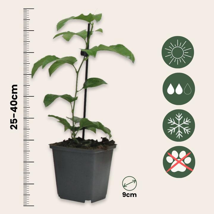 Actual product image Plant in a Box Passiflora hybridum 'Avalanche', Passiflora hybridum 'Pura Vida', Passiflora hybridum 'Purple Haze' (25 cm)