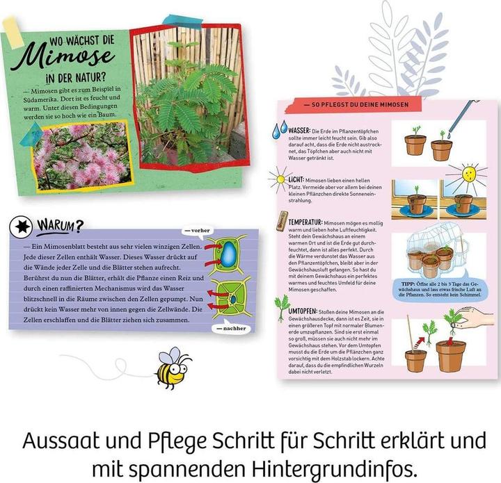 Produktbild Kosmos Mimosen-Garten