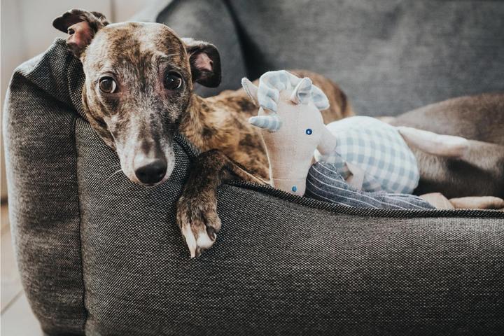 Actual product image Hunter Dog sofa Livingston woven fabric (Dog)