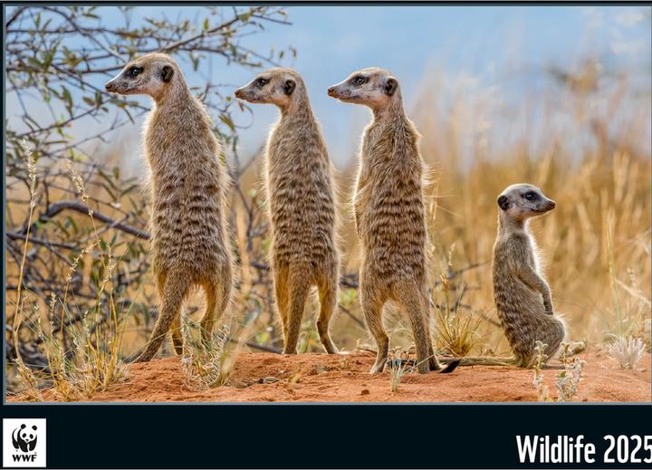 Produktbild WWF Wildlife 2025