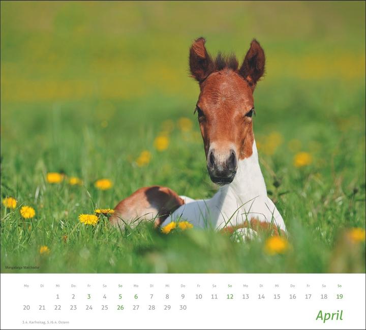 Produktbild times&more Pferde Bildkalender 2026