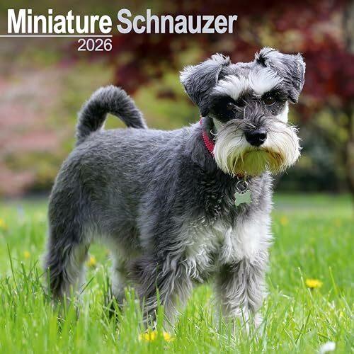 Produktbild Schnauzer Miniature Calendar 2026 Square Dog Breed Wall Calendar - 16 Month