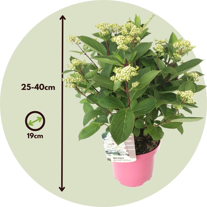 Actual product image Plant in a Box Hydrangea paniculata 'Early Harry' - set of 2 hydrangeas (25 cm)