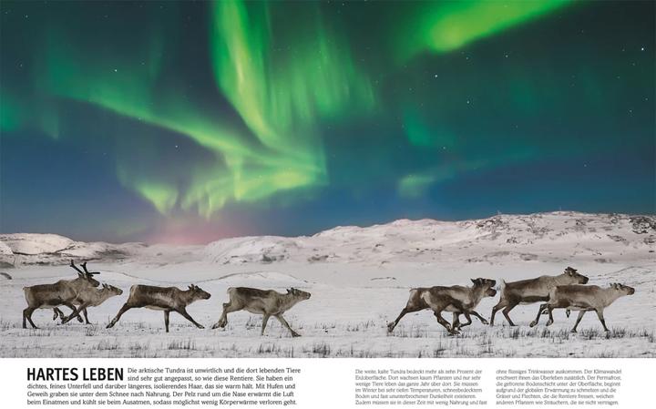 Actual product image Unsere Welt in 1000 Bildern (German, Kim, Birgit Reit, Gifford, DK Verlag - Kids, Clive, Kletz, Francescaua, Bryan, 2023)