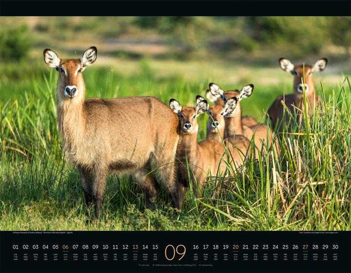 Image du produit Wildes Afrika Kalender 2026 (54 x 42 cm, Couverture rigide, Anglais, Français, Allemand)