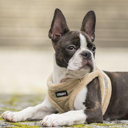 Actual product image Chiara Soft (Dog coat)