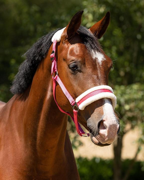 Immagine prodotto Qhp Cali