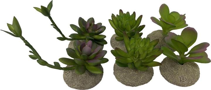 Produktbild EBI Terra Della Succulent S