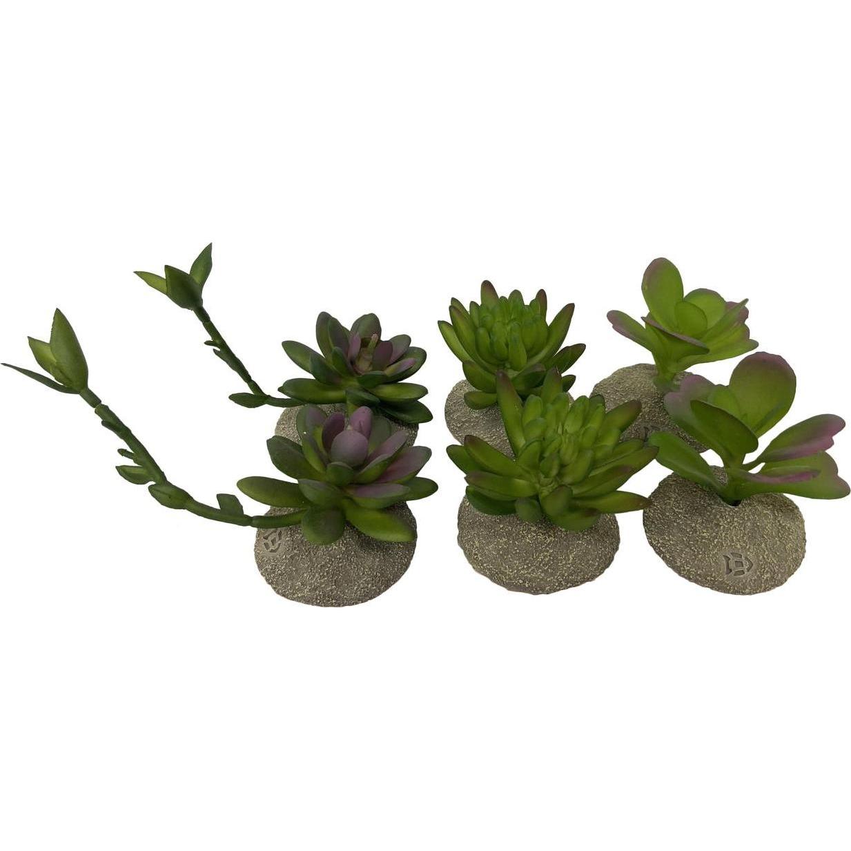 Meilleurs prix pour 6x EBI Terra Della Succulent S, Aménagement pour terrarium