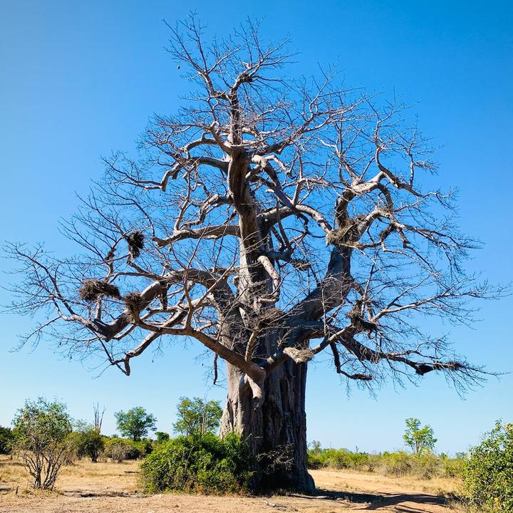 Produktbild Tropica Affenbrotbaum Adansonia Digitata (Pflanzensamen)